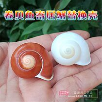 Natural sea snail shell jade snail small bread snail snail roll befish pinning crab replacement shell fish tank for a view