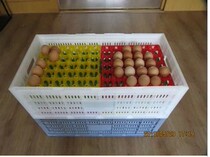 Golden Phoenix egg box egg box egg frame egg basket European folding box turnover basket frame can match 30 pieces 36 pieces 42 egg trays