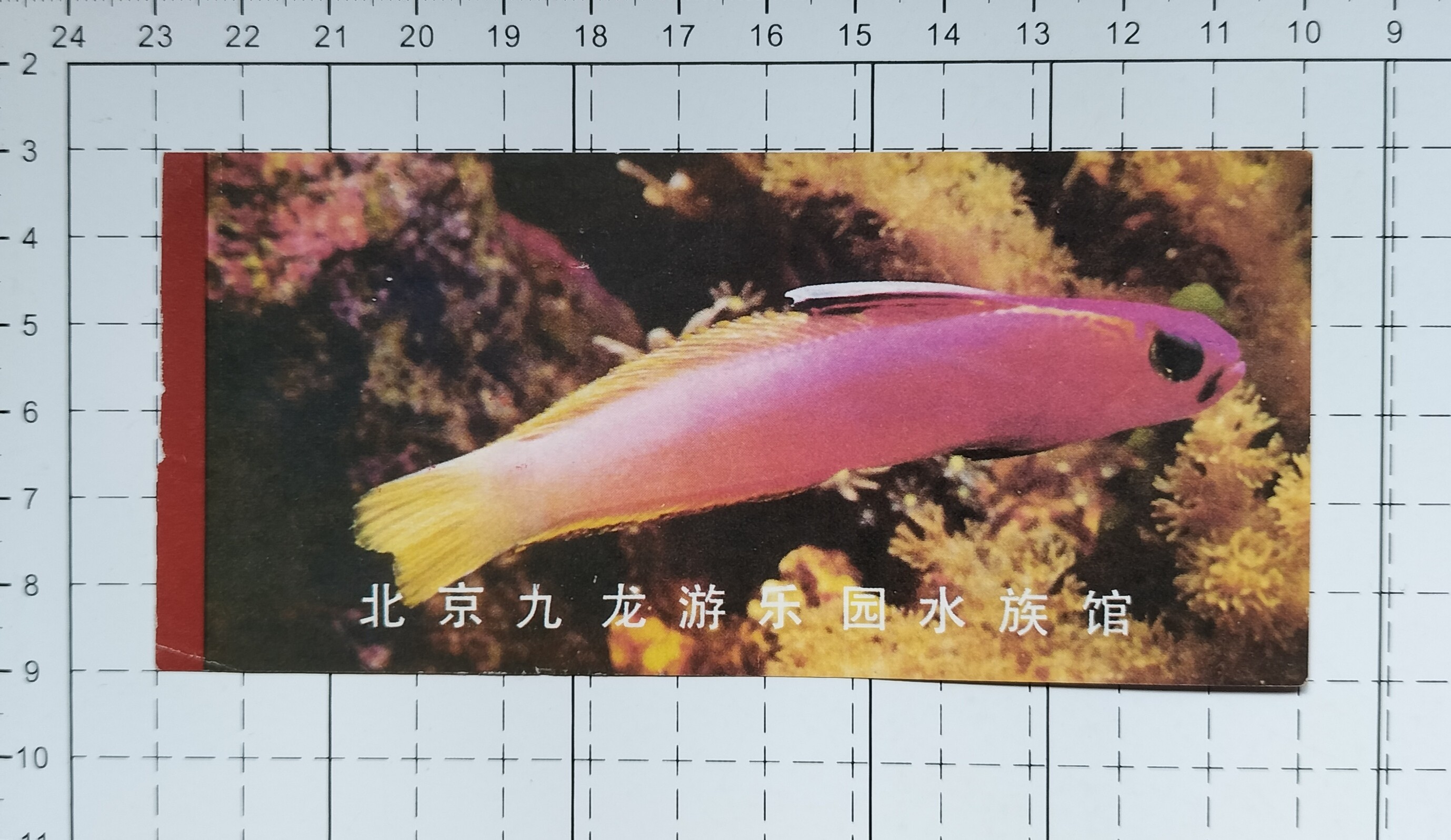 一张旧门票里的时光记忆：北京九龙游乐园水族馆为何值得再次打卡-旅游-淘宝好物网