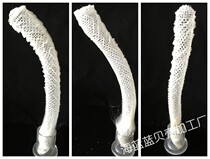 The old and the same hole shrimp residence net snail specimen sponge teaching science exhibition love natural shell conch