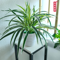 Simulation green plant potted Chlorophytum plant plastic pot fake flowers indoor and outdoor decoration big leaf green radish small bonsai ornament
