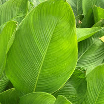 Guangxi big rice dumpling leaves wild fresh large size Zhaoqing wrapped steamed rice dumpling leaves size cotyledons winter leaves
