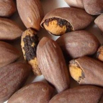 2020 new nuts fried goods 2kg ≮ Zhuji Fengqiao Torreya seeds original Torreya 250g