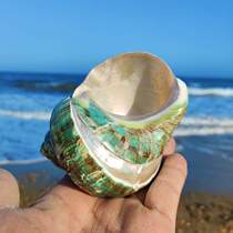 Natural conch shell toy cut edge green snail striped fish tank landscape aquarium decoration collection hermit crab shell