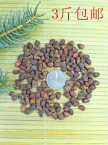 2020 Daxinganling wild horsetail pine pine nuts original pine nuts squirrel hamster parrot grain
