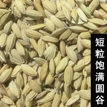 60 Jin years of farmers self-growing rice millet rice birds chickens ducks pigeons geese eat shelled rice with shells