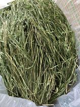 2021 Fresh drying north and south TiMoses grass field straight hair dandelion rabbit small darling main grain grass 1kg