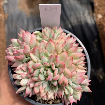 女雏锦-女雏锦促销价格、女雏锦品牌- 淘宝