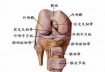 Knee joint damage injures half-moon-board half-moon board tissue damage and suspected Prof. Zheng Huaixian