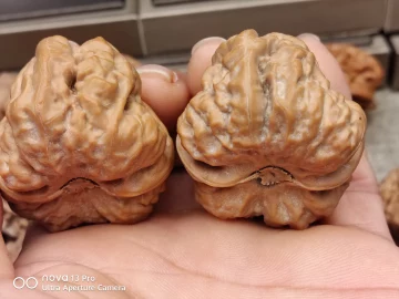 48蛤蟆头 クルミ文玩核桃 48蛤蟆头 クルミ文玩核桃 全品无修蛤蟆头核桃文玩核桃手盘推荐延庆怀柔