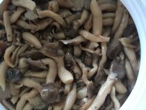 First-class mushroom mushroom marinated cold salad raw materials (38 kg net weight )Guangdong Province low freight outside the province