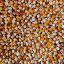 New selection of small round corn 50 pounds of Jiangsu Zhejiang Shanghai and Anhui