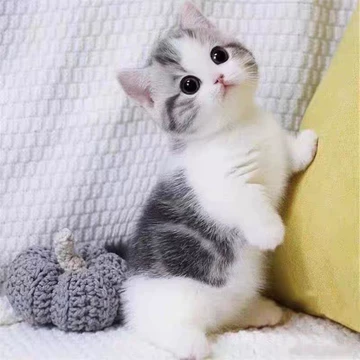 萌猫 萌萌猫-可爱又有趣的猫视频集锦3 | 治愈小奶猫|猫猫可以有多可爱