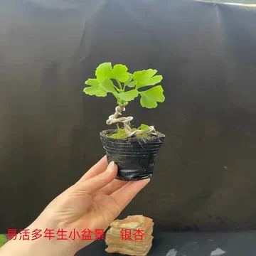 银杏小盆栽-银杏小盆栽促销价格、银杏小盆栽品牌- 淘宝
