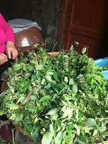 Fujian deep mountains pure wild mountain honeysuckle flavor is not very bitter effect a pack of 50 grams