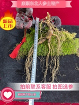 Fresh forest ginseng 35 years wild ginseng northeast specialty old forest soak wine three ginseng Changbai Mountain