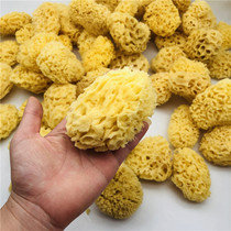 Baby bath of natural sponge soft not to hurt the skin on submerged biological newborn infants bathing