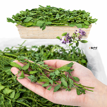 Pevita21 Year New Fresh Tender Clover Grass Bivetta Quality Purple Flower Clover Rabbit Dry Pasta Dried Grass Dragon Cat Guinea Pig