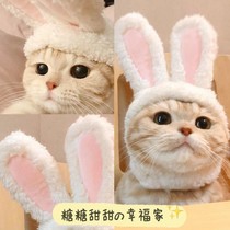 Pet cat hat headgear Teddy Bomefa fight puppy tremble funny Net Red Dog hat headdress photo