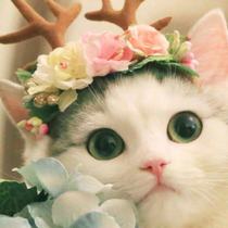 Pet cat dog headdress headgear Teddy pet Christmas hat reindeer horn wedding flower God little fairy