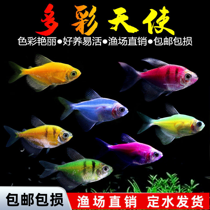 天使鱼观赏鱼群养指南:好养耐活的热带鱼群养选择与喂食技巧-旅游-淘宝好物网