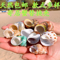 Hermit crab replacement shell natural conch shell three lakes cichlid fish roll fish hermit crab shell fish tank decoration