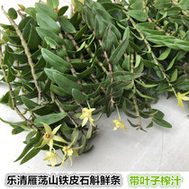 Yueqing fresh Dendrobium candidum fresh strip leaves 500g three-year raw iron skin Maple dove Yandang Mountain leaf juice Juice