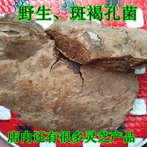 Northeast mycobacterial speckles brown pore fungus Lingensis Changbai Mountain Lucid Fungus 500 gr