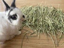 In 2022 Timothy SP Special Excellent Excellence in Timothy Canada add a new P - level balance