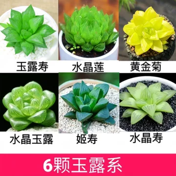 姬寿玉露-姬寿玉露促销价格、姬寿玉露品牌- 淘宝