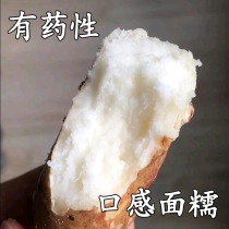 Wenxian Baotu iron stick yam fresh 5 pounds Henan Jiaozuo authentic iron Gui Huai Yam dry stick iron Huai Shan medicine