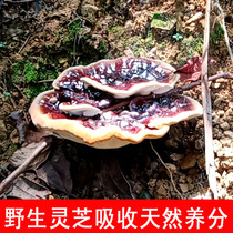 Guangdong North Shaoguan wild red Reishi bitter Ganoderma lucidum red Reishi Nyingchi Ganoderma sparkling wine sliced Reishi