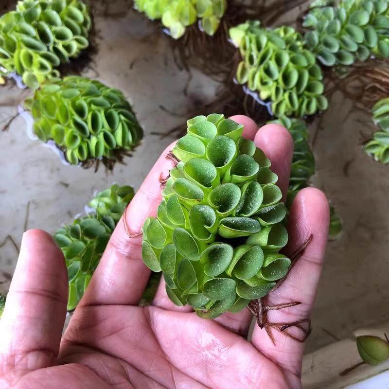 肚兜萍浮萍真的能净化水质吗?适合龟缸懒人水养吗?_游戏推荐_淘宝游戏网