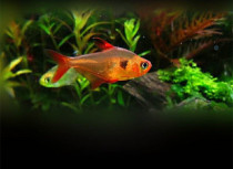 Large Rose Ribbon Flag Freshwater Cluster Tropical Fish Red Transparent Watching Fish Ecological View Live