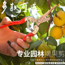 Sada gruel cut grape fruit cut citrus cut orange fruit vegetable cut fruit cut fruit tree cut imported SK5 scissors
