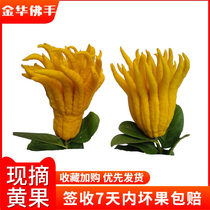 Jinhua bergamot fruit smell fragrance ornamental hydroponic play clear flower arrangement yellow fruit with branches water to raise bergamot fresh fruit