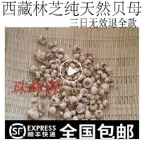 50 grams of Shunfeng Tibet Nyingchi pure natural Fritillaria authentic Tibetan Fritillaria quality far more than Chuanshen