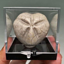 Natural paleontological Jade suture heart sea urchin fossil specimen ornaments Crown trilobite trelobite Zhangs Insect Science Teaching