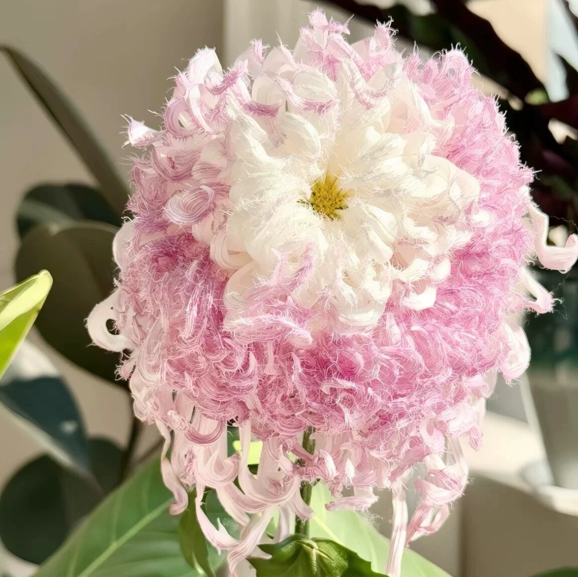 鹅毛粉黛菊花小苗-鹅毛粉黛菊花小苗促销价格、鹅毛粉黛菊花小苗品牌- 淘宝
