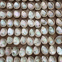 Natural Australian abalone shell cassia soap box Chinese medicine decoration jewelry box roasted sage storage box
