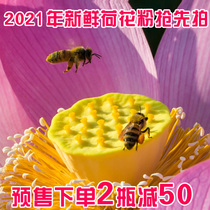 (Fresh lotus pollen) Dongting Lake ten kinds of wild lotus pollen natural bee pollen large bottle 500g