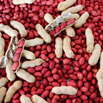 Fuyu four-grain red red peanut with Shell New Goods 20 years Northeast farmhouse self-planted red clothes fresh dried bulk