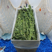 Clover grass this year Fresh leaves big and small darling GM hair 1000 kryong cat rabbit eat full 100