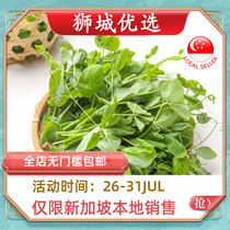 (Vegetables)Organic Pea seedlings 500g Singapore local delivery