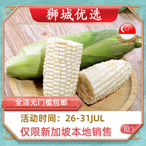 (Vegetable)Cameron white corn 1 root Singapore local delivery