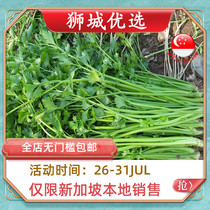 (Vegetable)Celery 1kg Singapore local delivery