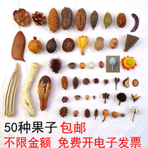 Natural handmade fruit diy specimen photo frame making material pine cone set kindergarten home wall hanging decoration