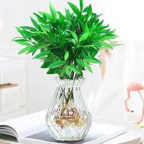 New Favorite Mosquito Repellent Bamboo Beri Hydroponic Pettering Living Room Green Plant Rich And Expensive Bamboo Berry Potted Flowers Good Raise And Chill All Season Evergreen