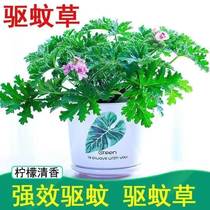 Mosquito Repellent Herb Potted Room Outdoor Mosquito Repellent Plant Office Green Planting Potted Plant Suction Formaldehyde Fresh Air Indoor Flowers