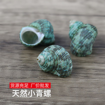 Green snail high-quality conch shell conch small green snail fish tank decoration raw materials a catty